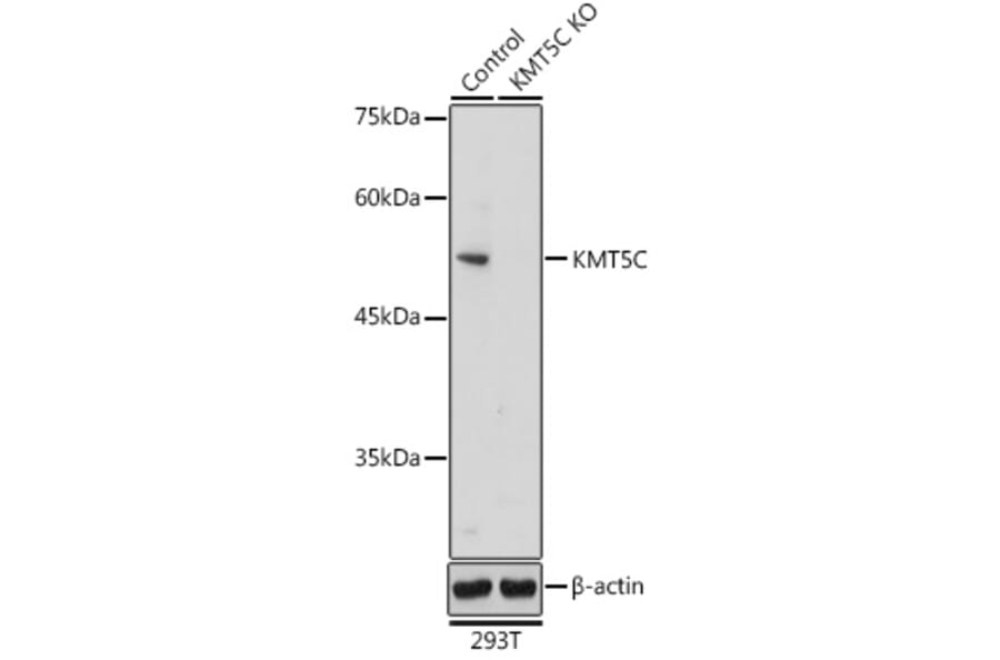 Western Blot - Anti-KMT5C/SUV4-2h2 Antibody (A90333) - Antibodies.com