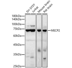 Western Blot - Anti-MeCP2 Antibody (A90334) - Antibodies.com