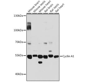 Western Blot - Anti-Cyclin A1 Antibody (A90337) - Antibodies.com