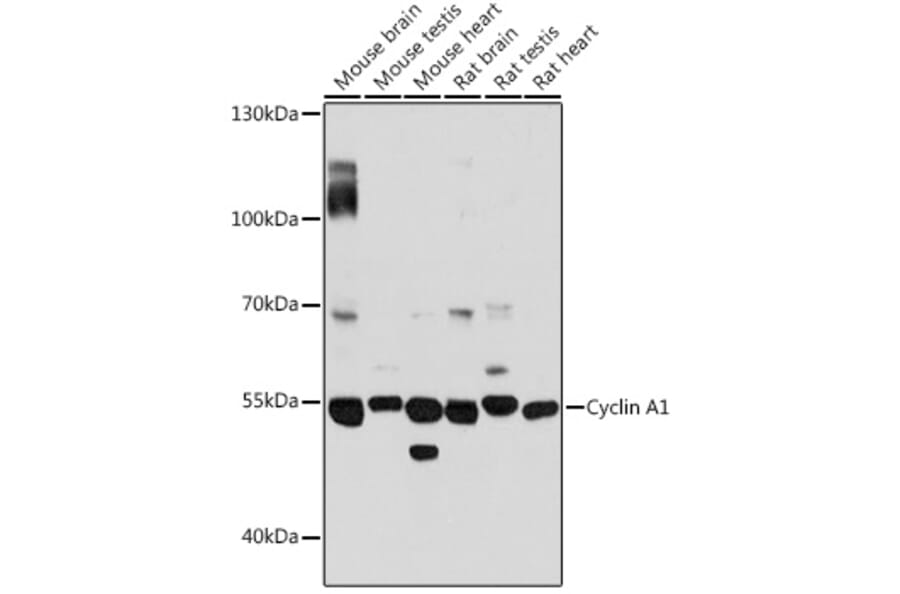Western Blot - Anti-Cyclin A1 Antibody (A90337) - Antibodies.com