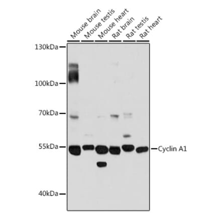 Western Blot - Anti-Cyclin A1 Antibody (A90337) - Antibodies.com