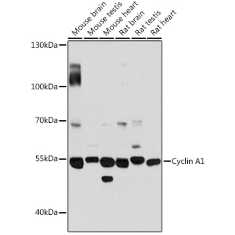 Western Blot - Anti-Cyclin A1 Antibody (A90337) - Antibodies.com