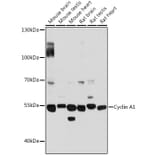 Western Blot - Anti-Cyclin A1 Antibody (A90337) - Antibodies.com