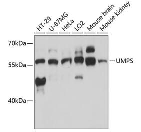 Western Blot - Anti-OPRT Antibody (A90339) - Antibodies.com