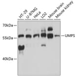 Western Blot - Anti-OPRT Antibody (A90339) - Antibodies.com
