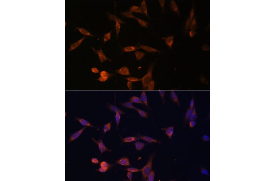 Immunofluorescence - Anti-OPRT Antibody (A90339) - Antibodies.com