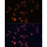 Immunofluorescence - Anti-OPRT Antibody (A90339) - Antibodies.com