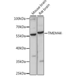 Western Blot - Anti-TMEM44 Antibody (A90340) - Antibodies.com