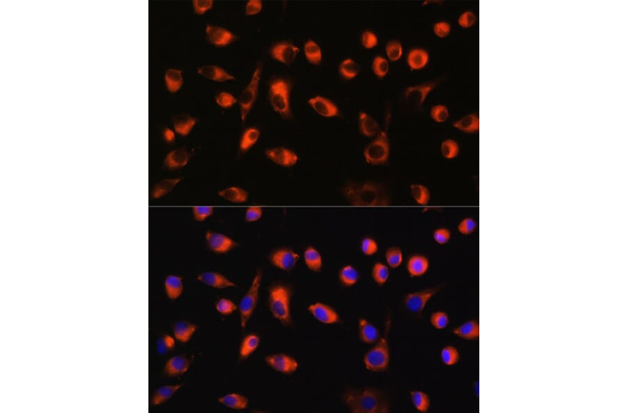Immunofluorescence - Anti-TMEM44 Antibody (A90340) - Antibodies.com