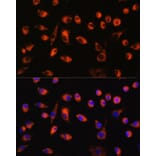 Immunofluorescence - Anti-TMEM44 Antibody (A90340) - Antibodies.com