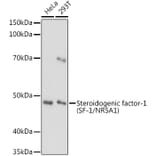 Western Blot - Anti-Steroidogenic Factor 1/SF-1 Antibody (A90342) - Antibodies.com