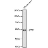 Western Blot - Anti-SPAST Antibody (A9543) - Antibodies.com