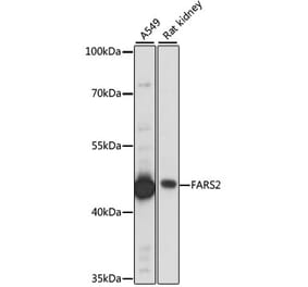 Western Blot - Anti-FARS2 Antibody (A90346) - Antibodies.com