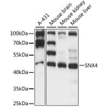 Western Blot - Anti-SNX4 Antibody (A90347) - Antibodies.com