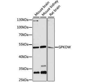 Western Blot - Anti-T54 Antibody (A90348) - Antibodies.com