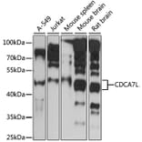Western Blot - Anti-CDCA7L/HR1 Antibody (A90349) - Antibodies.com