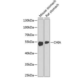 Western Blot - Anti-AMCase Antibody (A90351) - Antibodies.com