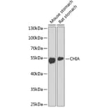 Western Blot - Anti-AMCase Antibody (A90351) - Antibodies.com