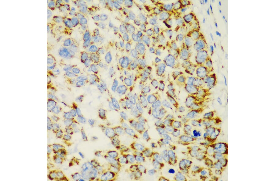 Immunohistochemistry - Anti-AMCase Antibody (A90351) - Antibodies.com