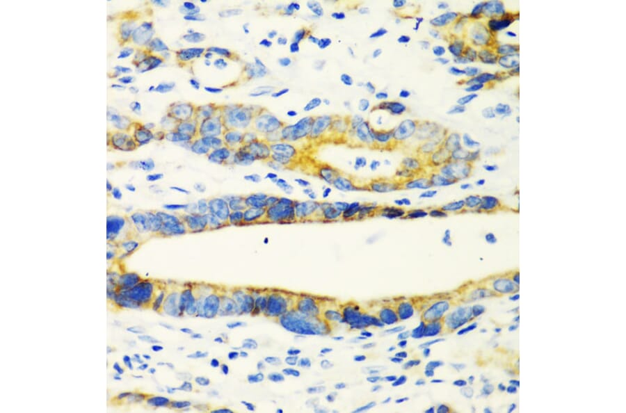 Immunohistochemistry - Anti-AMCase Antibody (A90351) - Antibodies.com