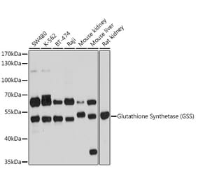 Western Blot - Anti-Glutathione Synthetase Antibody (A90353) - Antibodies.com