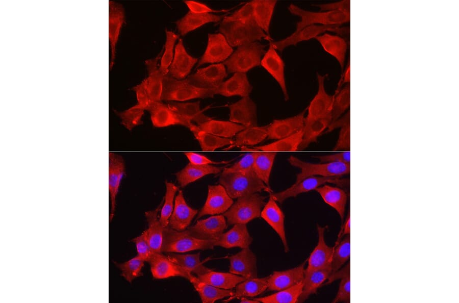Immunofluorescence - Anti-Glutathione Synthetase Antibody (A90353) - Antibodies.com
