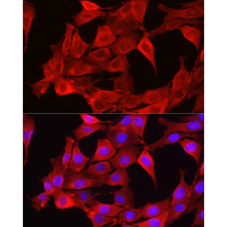 Immunofluorescence - Anti-Glutathione Synthetase Antibody (A90353) - Antibodies.com