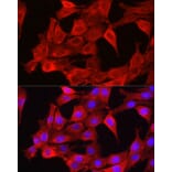 Immunofluorescence - Anti-Glutathione Synthetase Antibody (A90353) - Antibodies.com