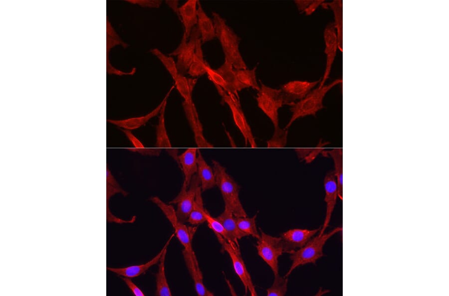 Immunofluorescence - Anti-Glutathione Synthetase Antibody (A90353) - Antibodies.com