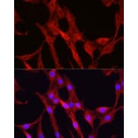 Immunofluorescence - Anti-Glutathione Synthetase Antibody (A90353) - Antibodies.com