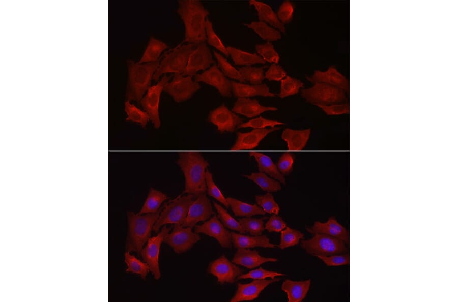 Immunofluorescence - Anti-Glutathione Synthetase Antibody (A90353) - Antibodies.com