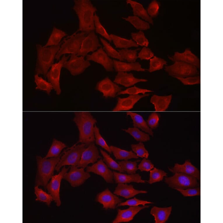 Immunofluorescence - Anti-Glutathione Synthetase Antibody (A90353) - Antibodies.com