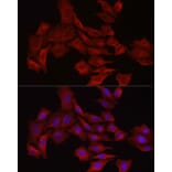 Immunofluorescence - Anti-Glutathione Synthetase Antibody (A90353) - Antibodies.com
