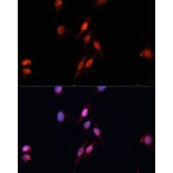 Immunofluorescence - Anti-SMAD5 Antibody (A90354) - Antibodies.com