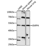 Western Blot - Anti-ENPP4 Antibody (A4516) - Antibodies.com