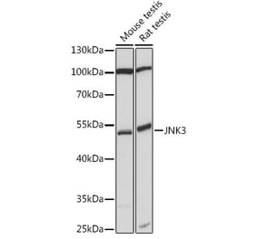 Western Blot - Anti-JNK3 Antibody (A90363) - Antibodies.com