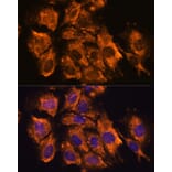 Immunofluorescence - Anti-CRELD1 Antibody (A90365) - Antibodies.com