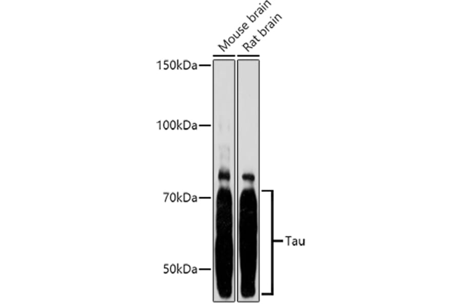 Western Blot - Anti-Tau Antibody (A90366) - Antibodies.com