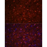 Immunofluorescence - Anti-Tau Antibody (A90366) - Antibodies.com