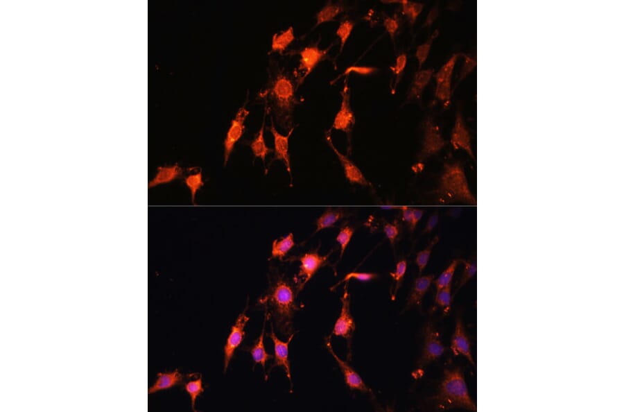 Immunofluorescence - Anti-Protor-1 Antibody (A90367) - Antibodies.com