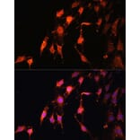 Immunofluorescence - Anti-Protor-1 Antibody (A90367) - Antibodies.com