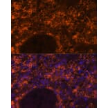 Immunofluorescence - Anti-SLC7A9 Antibody (A90368) - Antibodies.com