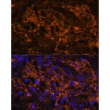 Immunofluorescence - Anti-SLC7A9 Antibody (A90368) - Antibodies.com
