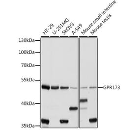 Western Blot - Anti-SREB3 Antibody (A90371) - Antibodies.com