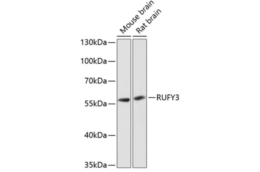 Western Blot - Anti-RIPX Antibody (A90372) - Antibodies.com