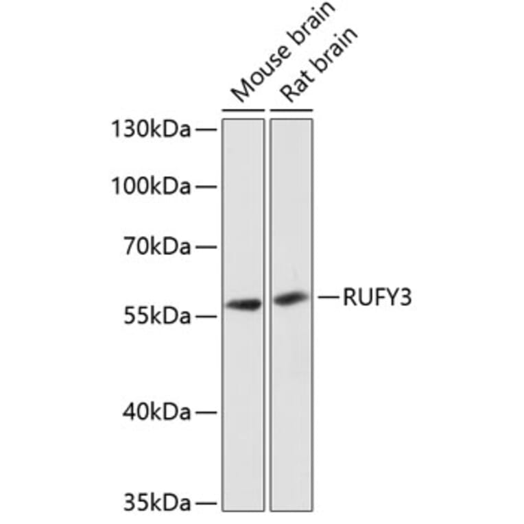 Western Blot - Anti-RIPX Antibody (A90372) - Antibodies.com