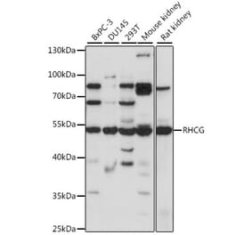 Western Blot - Anti-RHCG Antibody (A90377) - Antibodies.com