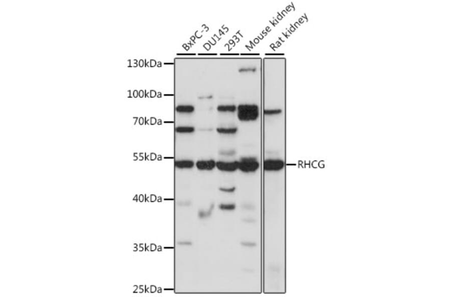 Western Blot - Anti-RHCG Antibody (A90377) - Antibodies.com