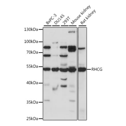 Western Blot - Anti-RHCG Antibody (A90377) - Antibodies.com