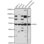 Western Blot - Anti-RHCG Antibody (A90377) - Antibodies.com